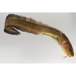 Slender brown fish with pointed tail, back curved.