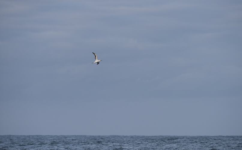 Seabird in flight above water.