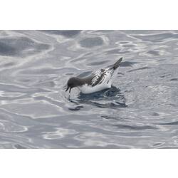 White and brown bird on water.