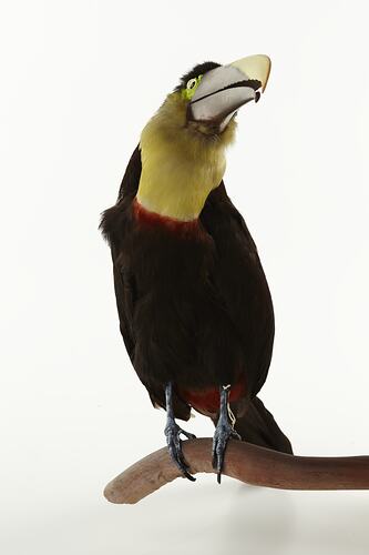 Black bird taxidermied specimen with large black and yellow bill.