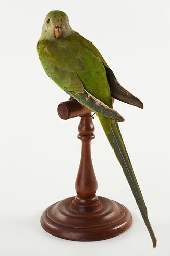 Green parrot specimen sitting on wooden perch.
