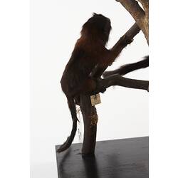 Rear view of taxidermied brown monkey.