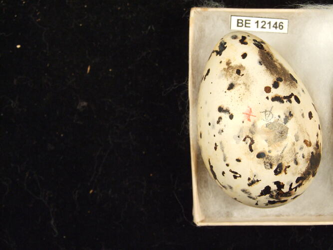 Bird egg with specimen label in box.