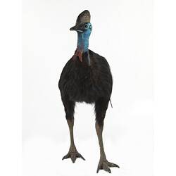 Front view of taxidermied cassowary specimen.