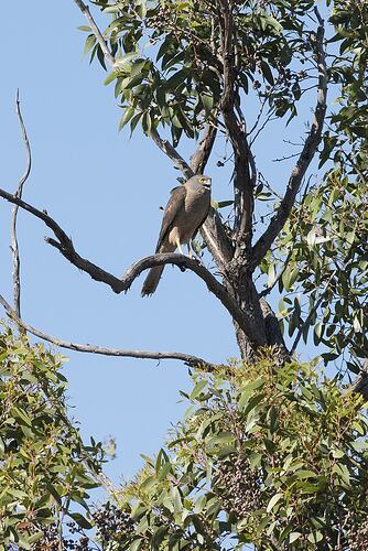 Hawk in tree.