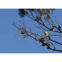 Yellow bird in tree.