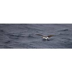Albatross taking off from water, wings stretched.