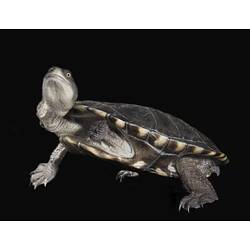 Eastern Long-necked Turtle.