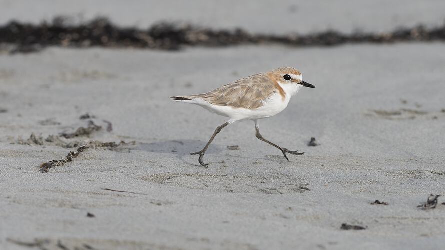 White and brown bird walking on sand.