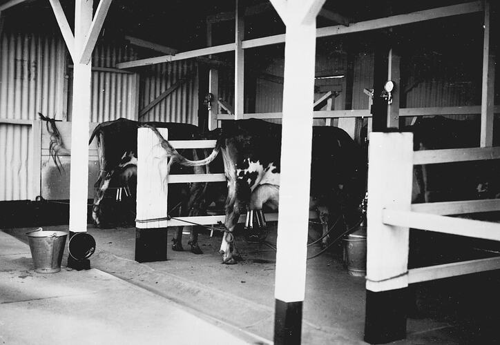 PHOTOS OF MESSRS WILLIAMS & BOWKER'S 2 COW PLANT (BUCKET TYPE) TAKEN AT DANDENONG: OCT 1937