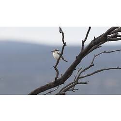 White bird on bare tree.