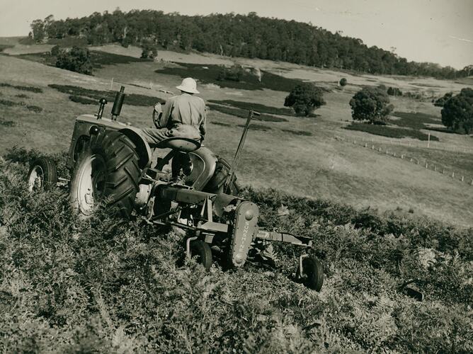 Man driving a tractor coupled to a mower, cutting bracken fern.