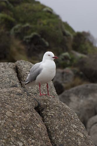 Gull standing on rock.