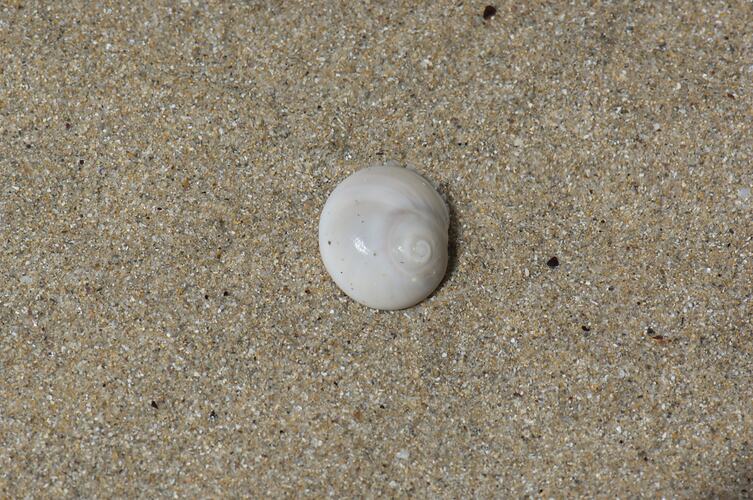 Smooth white shell on sand.