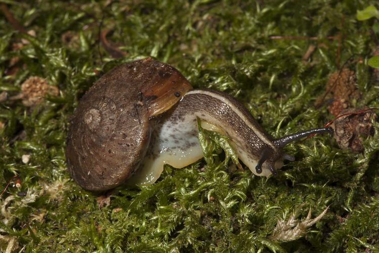 Snail on moss.