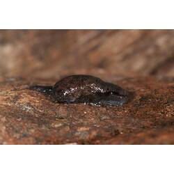 Dark slug on reddish rock.