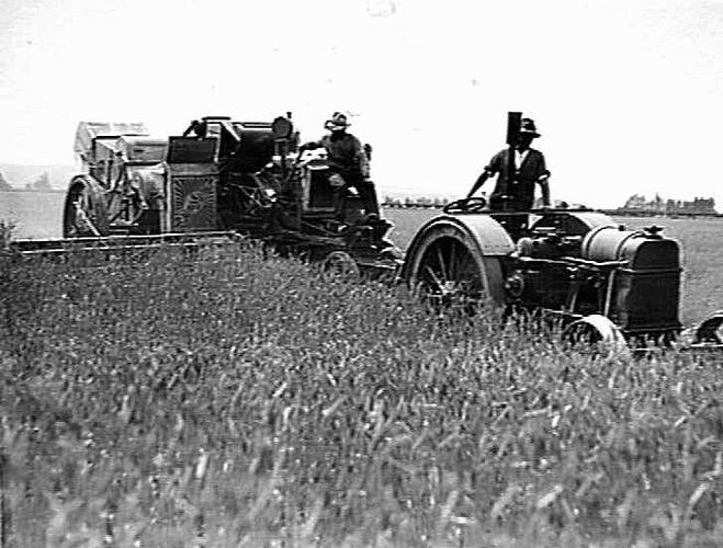ENG. FUNCTIONED HEADER WORKING IN A CROP AT RANGIORA, NEW ZEALAND: MAY 1932