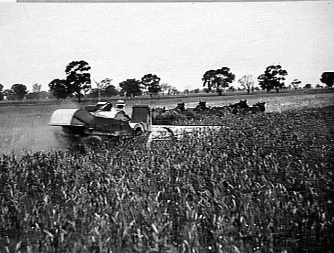 M-H NO.3 REAPER THRESHER WORKING IN WHEAT YIELDING 14 BAGS PER ACRE, ON MESSRS M.J. BRUCE AND SONS, YARRAWONGA: DEC 1932