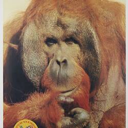 Poster - Kodak Australasia Pty Ltd, Camel, 'Capture Your Friends on Kodak Film', Jun 1982