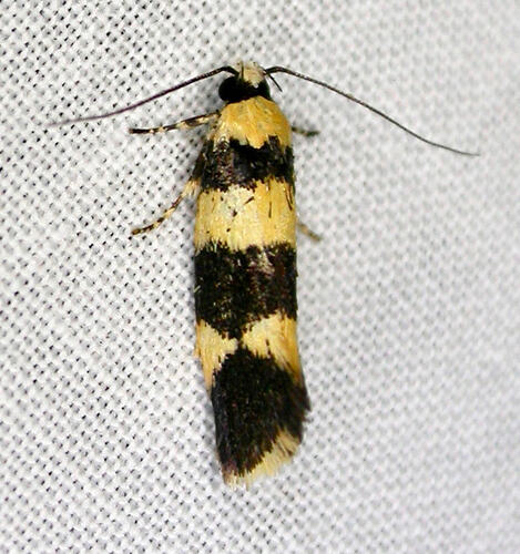 <em>Lichenaula arisema</em>, moth. Great Otway National Park, Victoria.