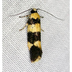 <em>Lichenaula arisema</em>, moth. Great Otway National Park, Victoria.