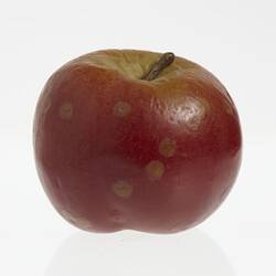 Wax apple model painted red. Has brown stem. Surface is wrinkled and has brown spots.