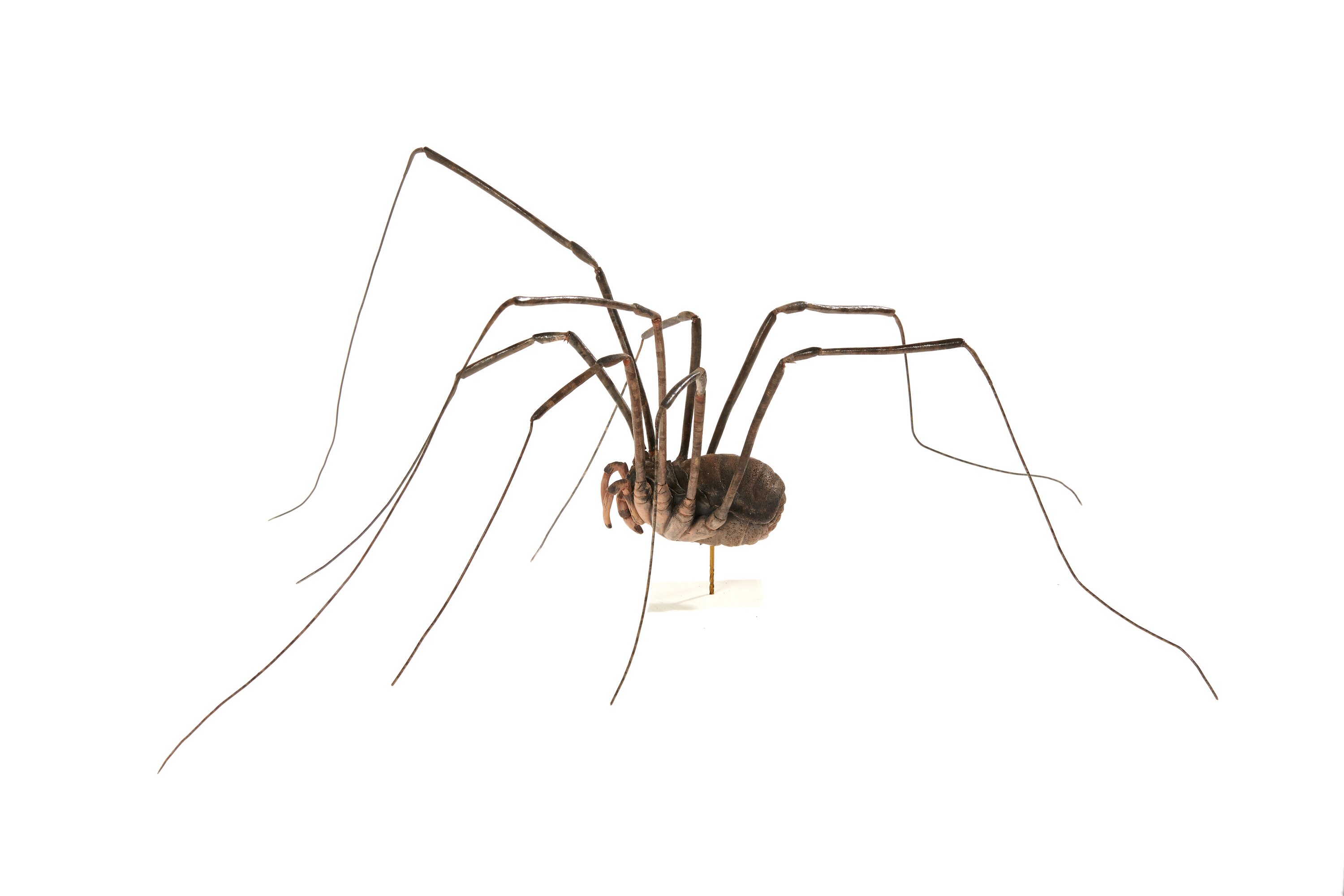 Opiliones Spider Opiliones