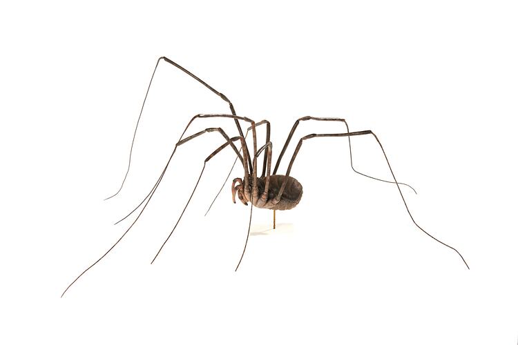 Harvestmen spider model. Registration no, K13885.