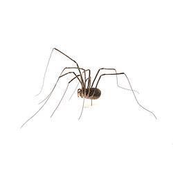 Harvestmen spider model. Registration no, K13885.