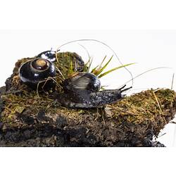 Two black snails in a habitat diorama.