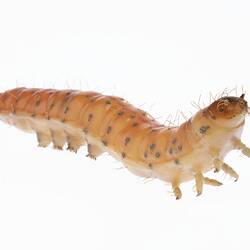 Wax model of red and white sparsely haired moth larvae with brown spots.