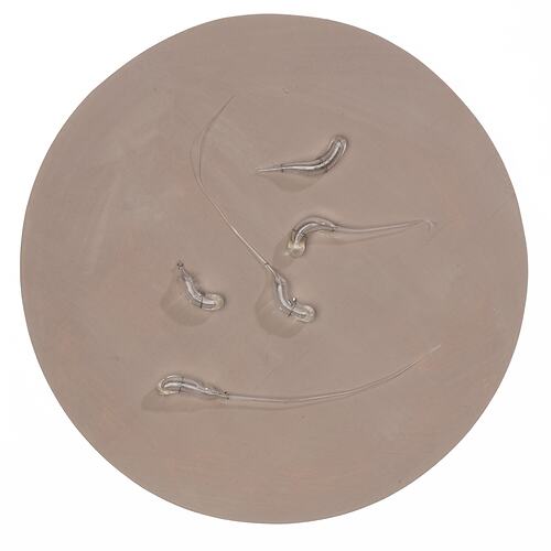Model - Cholera, Vibrio Cholerae (Spirillaceae), Glass, Diameter 10,000x Magnification