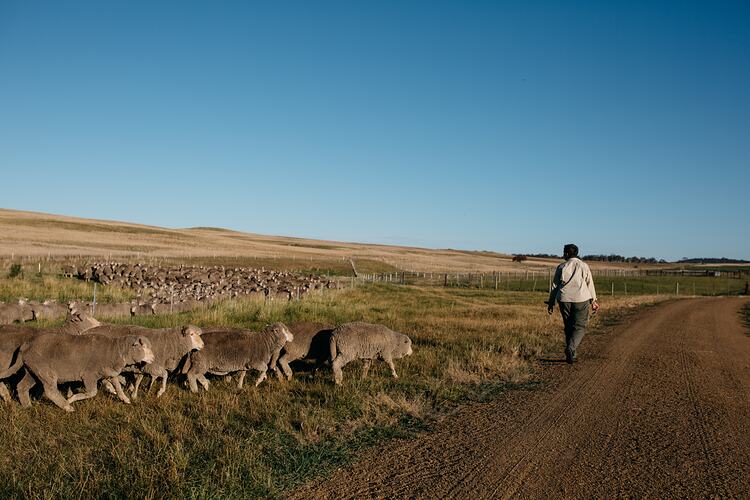 Woman leading sheep from paddock onto dirt track.