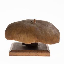Mushroom Model - Psalliota Campestris (Agaricaceae), 1884-1888