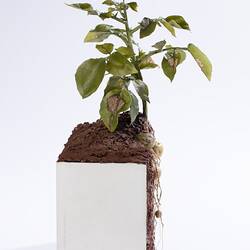 Wax model of green potato plant in brown soil. White rectangular base. Left profile.