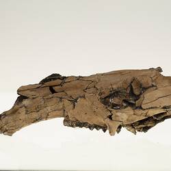 Fossil skull and jaw of extinct kangaroo <em>Protemnodon</em>.