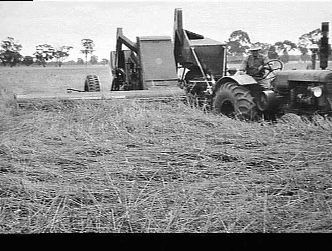 `I.H.C.' P.T.O. HEADER IN DOWN AND TANGLED CROP OF OATS (15 BAGS PER ACRE) EGAN, TEMORA, N.S.W.: JAN. 1948.