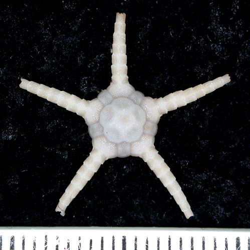 Back view of white brittle star with broken arm-tips on black background with ruler.