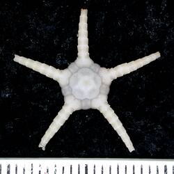 Back view of white brittle star with broken arm-tips on black background with ruler.