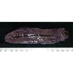 Front view of dark-purple sea cucumber showing tube feet and tentacles on black background with ruler.