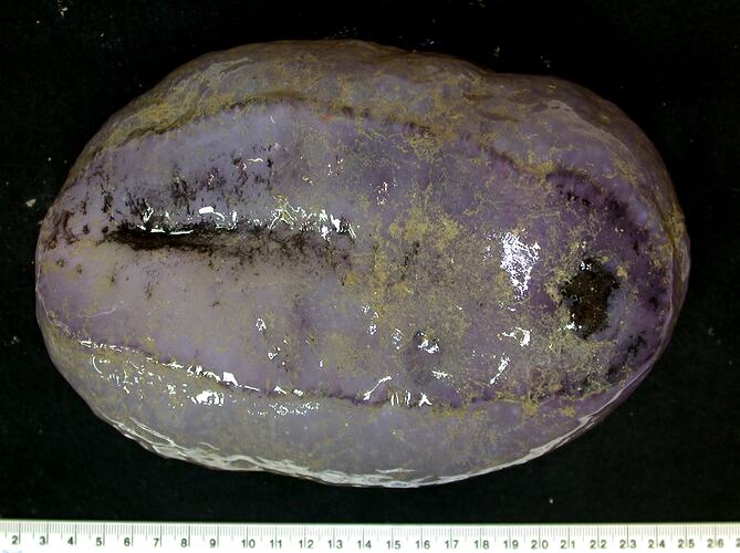 Front view of rounded purple sea cucumber with retracted tentacles on black background with ruler.