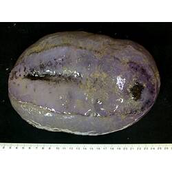 Front view of rounded purple sea cucumber with retracted tentacles on black background with ruler.