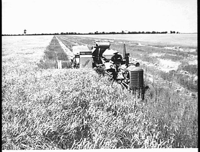 ONE-MAN HARVESTING. MR. O. WILSON OF ROCHESTER, VICTORIA, WITH HIS SUNSHINE NO. 4 POWER-DRIVE HEADER AND SUNSHINE MASSEY HARRIS TRACTOR HARVESTING 36 BUSHELS OF MAGNET WHEAT TO THE ACRE: JAN 1951
