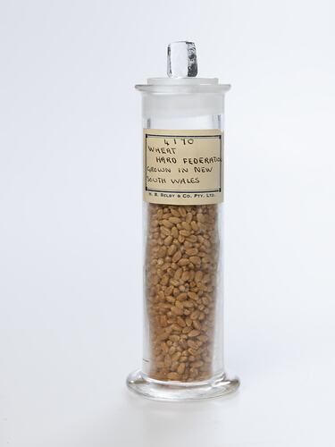 Wheat sample in cylindrical glass jar. Front view.