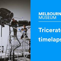Watch as our Triceratops comes together