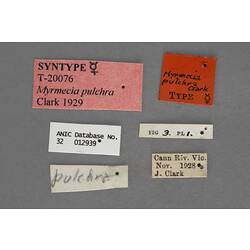 Entomology type specimen labels.