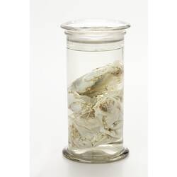 Sea cucumber wet specimens in glass jar.
