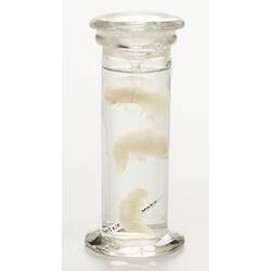Amphipod wet specimens in glass jar.