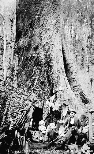 Negative - The 'Penny Tree', Fumina, Victoria, circa 1907