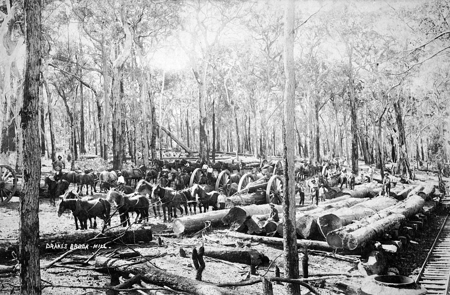 Negative Waroona Drakesbrook, Western Australia, circa 1900